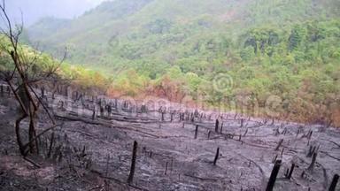 砍伐森林，森林火灾后，自然灾害.